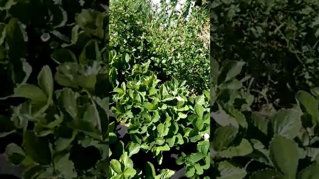 Клубника Мальвина - поздний сорт. Выращивание клубники. Обзор сортов. смотреть онлайн