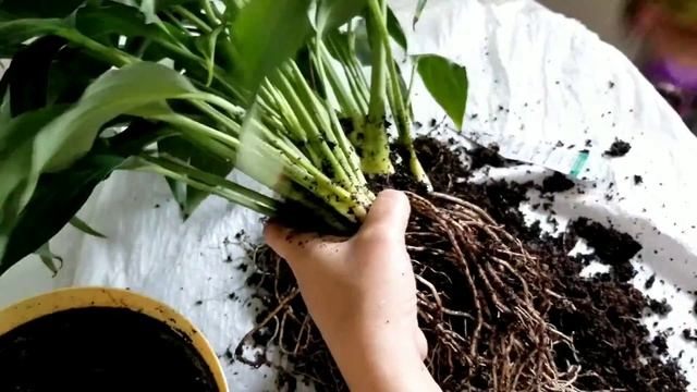 #peacelily How to transplant Peace Lily without killing it смотреть онлайн