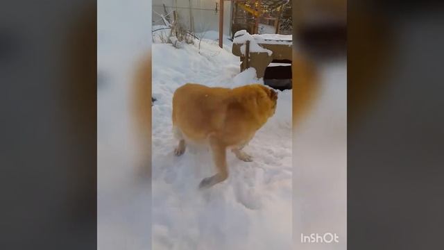 Зимняя сказка./winter`s tale. смотреть онлайн