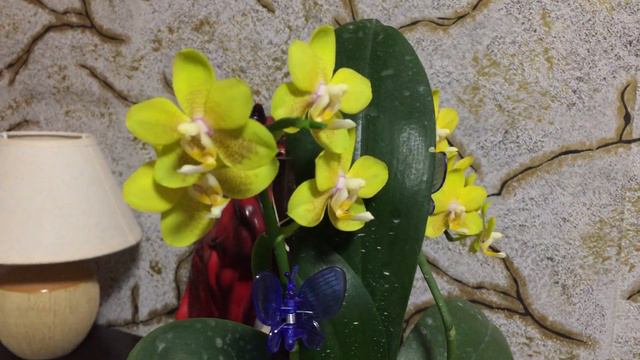 Обзор фаленопсиса P.I-Hsin Cutie Honey смотреть онлайн