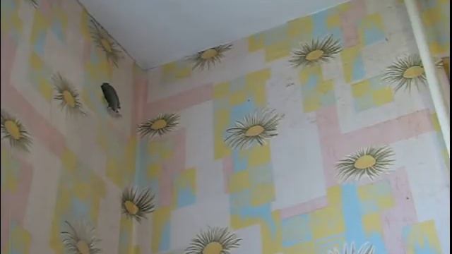 Сколько надо дешёвых коронок (80мм) для сверления бетона 0,5м? смотреть онлайн