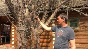 Как избавиться от мха и лишайников на деревьях