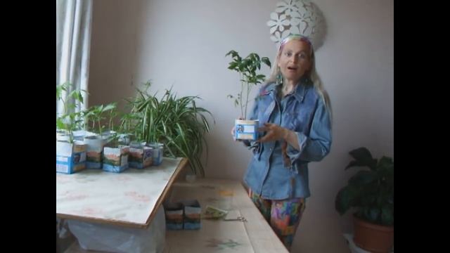 Томаты по китайскому методу смотреть онлайн