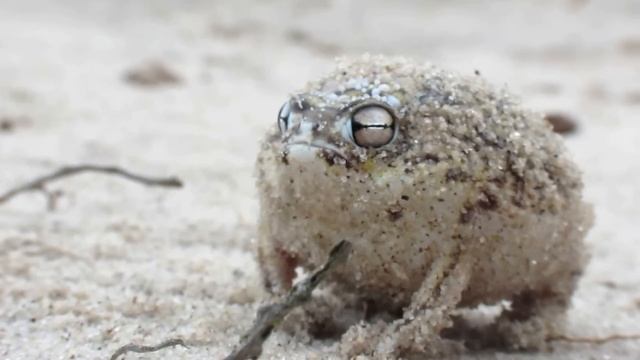 Worlds Cutest Frog - Desert Rain Frog