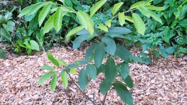 Как вырастить хурму в домашних условиях? смотреть онлайн