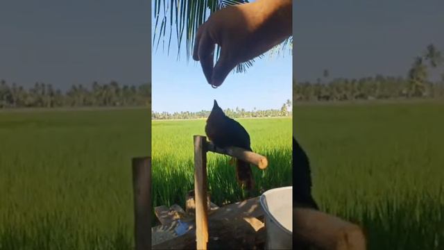 Burung Kandalan anakan (MALKOHA) смотреть онлайн