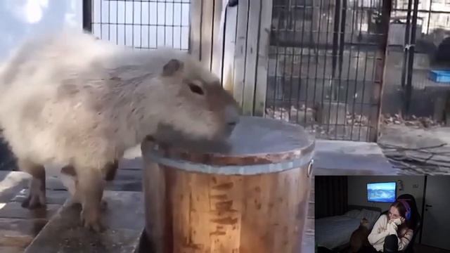 Кая угарает с капибар! смотреть онлайн