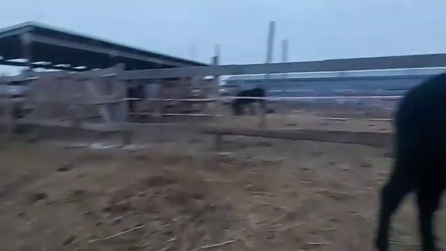 январь2021. Лошади,жеребята