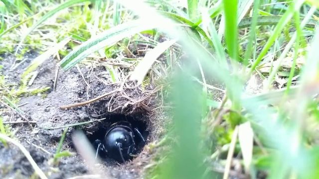 Цвіркун польовий фото та морфологія. Відео як співає цвіркун смотреть онлайн