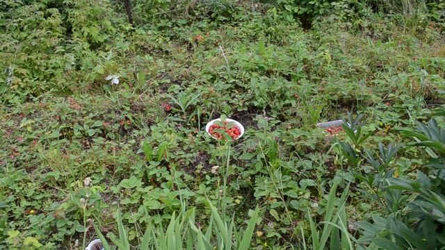 Как правильно собирать клубнику