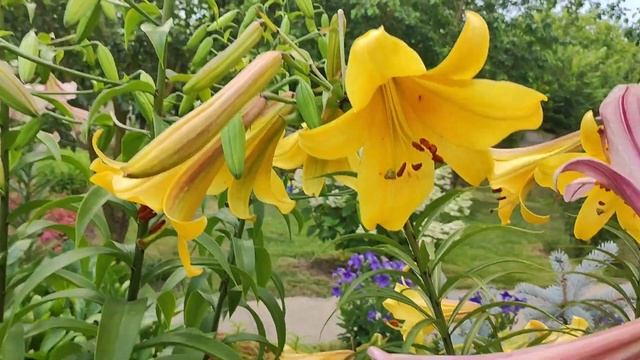 Лилии и лилейники 2023год смотреть онлайн