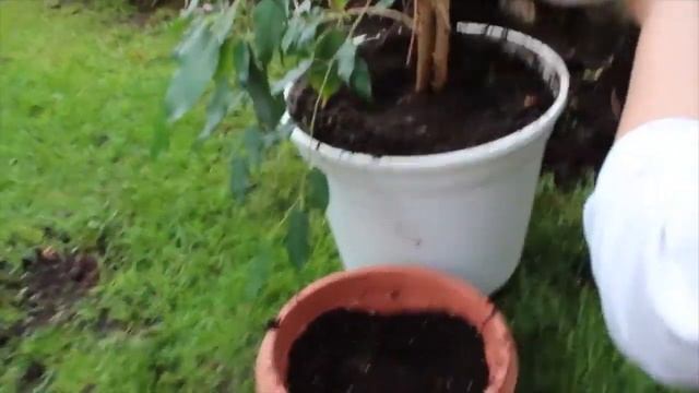 ЭТО НУЖНО ВСЕМ РАСТЕНИЯМ : ПОДСЫПАЙТЕ ЗЕМЛЮ КАЖДОЕ ЛЕТО - ВЕСНУ. #Торфяная_земля # #oldenburgru#215 смотреть онлайн