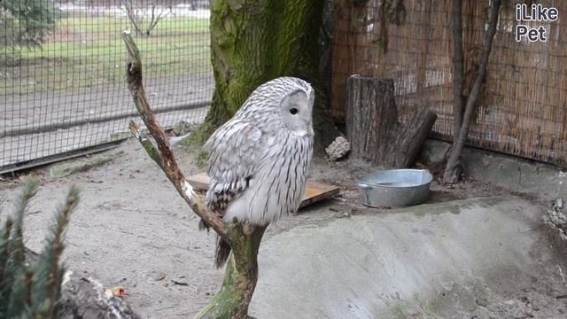 Длиннохвостая неясыть Особенности питания в неволе на ilikepet смотреть онлайн