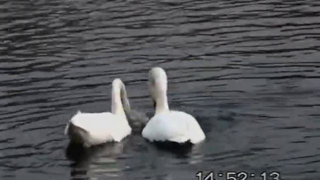 Церемония спаривания у лебедей шипунов (Cygnus olor) смотреть онлайн