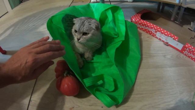 Кошка испугалась огурца. Реакция на другие овощи смотреть онлайн