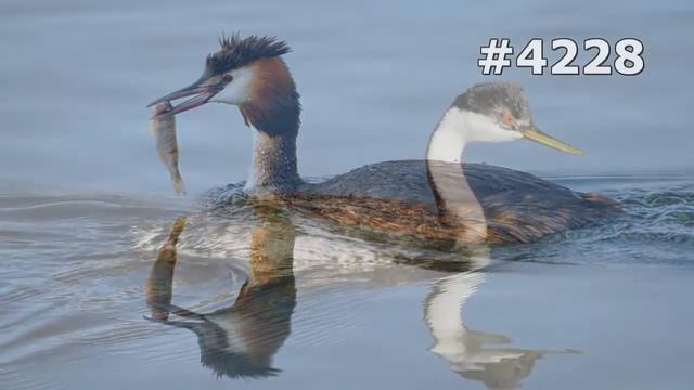 #4228. Чомги (поганки) (В мире животных) смотреть онлайн