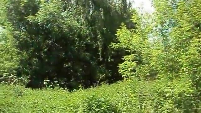 Купить дом в деревне/этот Дом в деревне от подписчицы /дом на берегу пруда/ смотреть онлайн