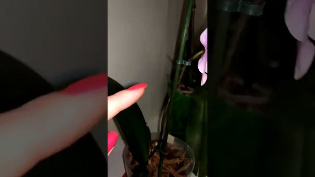 Орхидея детка зацвела, деленка смотреть онлайн