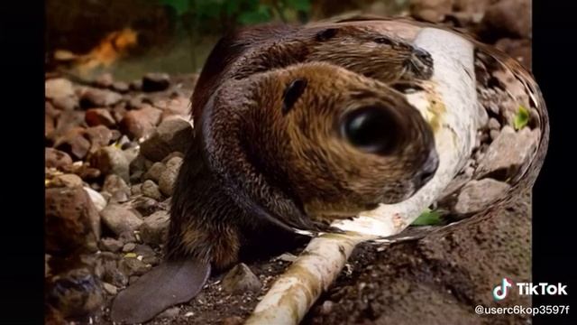 Бобрята, а что это у вас тут такое? смотреть онлайн