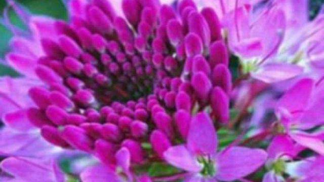 SRI MAA SRI AUROBINDO BHAJAN смотреть онлайн