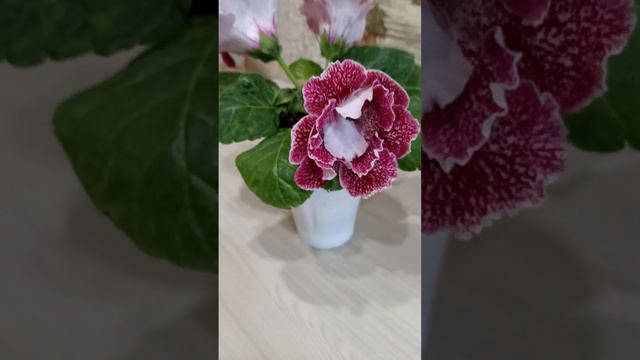 глоксиния НГ Стиль Бохо смотреть онлайн