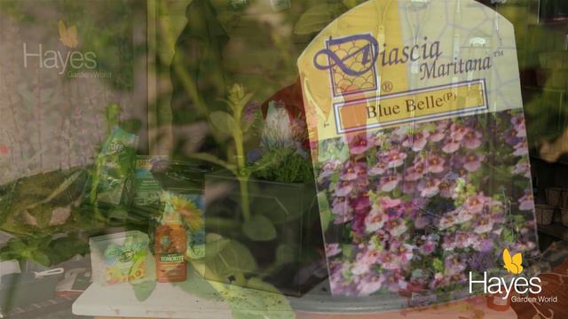 How To Plant Up A Container Of Summer Bedding Plants