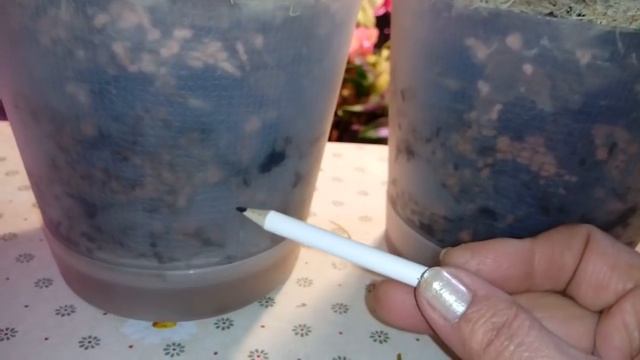 ОБЗОР | ДЕНДРОБИУМЫ | ПРИРОДНИКИ ИЗ ТАЙЛАНДА смотреть онлайн