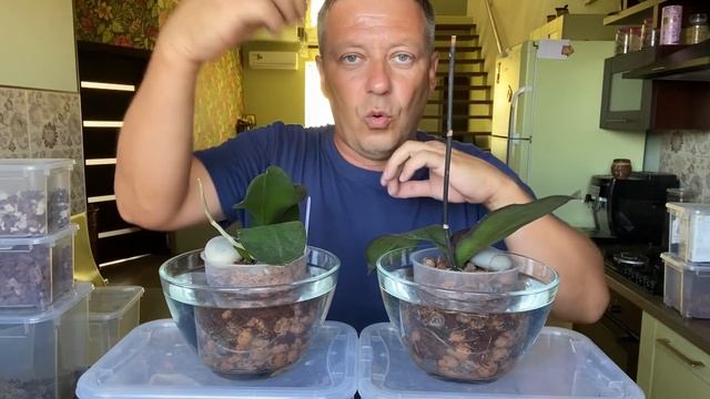ПОЛИВ ОРХИДЕИ || способы полива орхидей || орхидеи в ЧИПСАХ с КЕРАМЗИТОМ смотреть онлайн