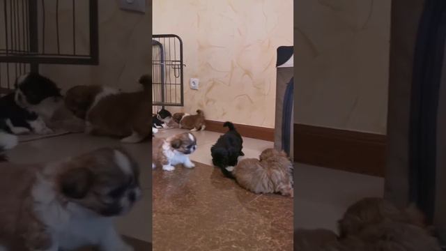 Щенки ши-тцу продаются в нашем питомнике смотреть онлайн