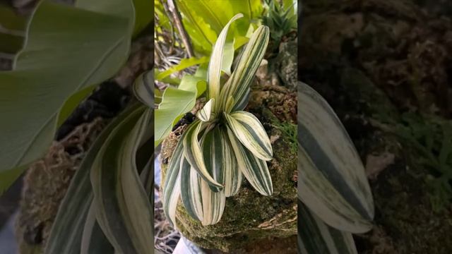 #paphiopedilum #orchidaceae смотреть онлайн