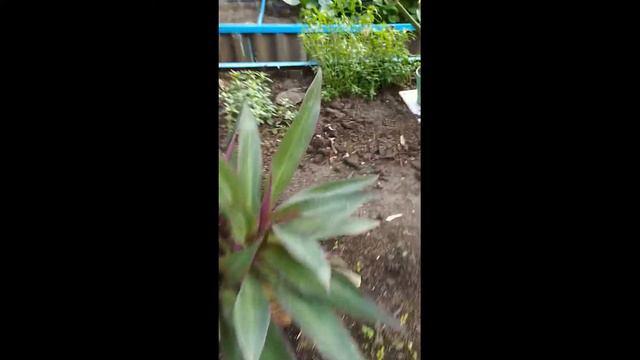 ВЛОГ из теплицы! (я не знаю зачем) :D смотреть онлайн