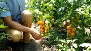 Мой самый любимый оранжевый томат для теплицы!