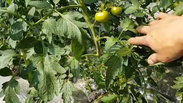 Уже появились на рынке КИТАЙСКИЕ ОГУРЦЫ. К 1 МАЮ появятся и Китайские ПОМИДОРЫ. Как они все успеваю смотреть онлайн