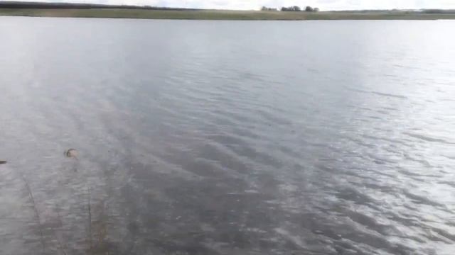 Майская рыбалка на карпа / Бешеный клёв карпа | Светлый ключ смотреть онлайн