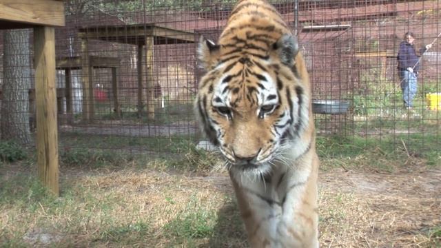 Tiger Surgery - Big Cat Rescue смотреть онлайн