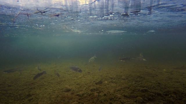 Underwater Alaska Ice Fishing 2020. смотреть онлайн