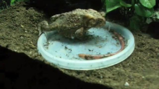 Patches the Toad Works Hard to Catch an Earthworm смотреть онлайн