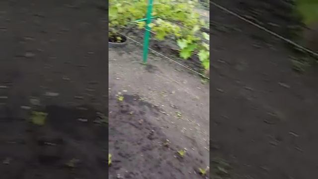 на заметку новичку виноградарю смотреть онлайн
