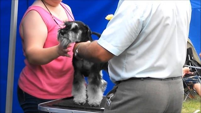 NATIONAL DOG SHOW IN LUIGE 08.07.12. Miniature shnauzers bl&silv. смотреть онлайн