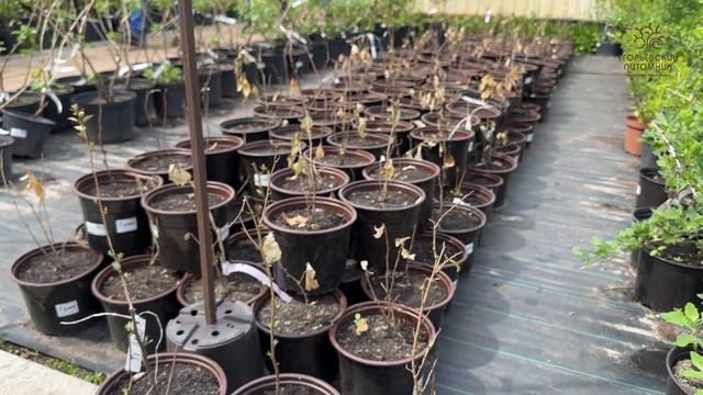 Гуми и Годжи в Егорьевском питомнике Никитенко Александра смотреть онлайн