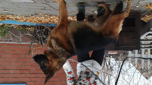 Немецкая овчарка Шэдл. Стойка. 4 года смотреть онлайн