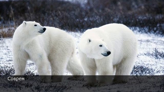 Белый Медведь - самое крупное хищное млекопитающее планеты. Интересные факты о Белом Медведе смотреть онлайн
