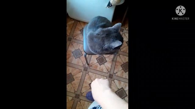 Позитив от животных /кот просит еду/релакс для собаки.. смотреть онлайн