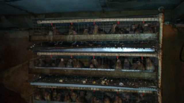 Перепела не выгодно ! Минусы в содержании перепелов в нашем городе смотреть онлайн