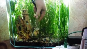 Сифонка аквариумного грунта. Аквариум для начинающих