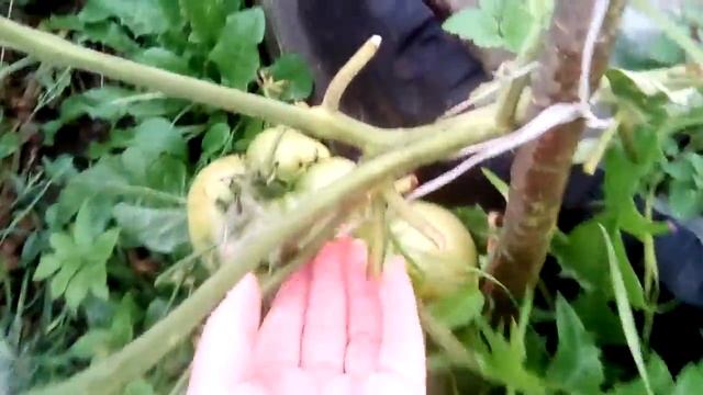 томат взрыв 2 смотреть онлайн