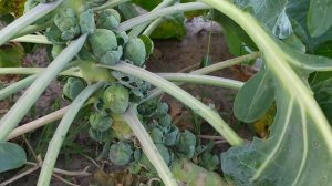 Брюссельская капуста наращивает кочанчики.