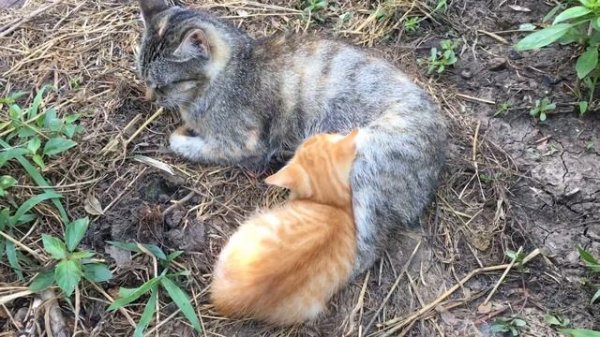 Мурчание кота - вибрации блаженства