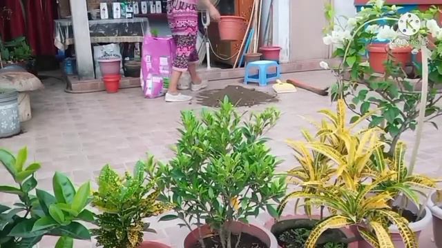 #Daily vlog #1 planting rangoon creeper and red plumeria bought from Amazon смотреть онлайн