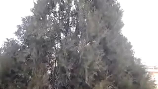Ветер обнимает ель смотреть онлайн